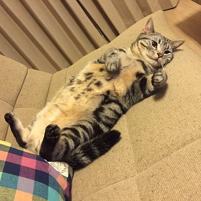 y.k.0123さんの実例写真
