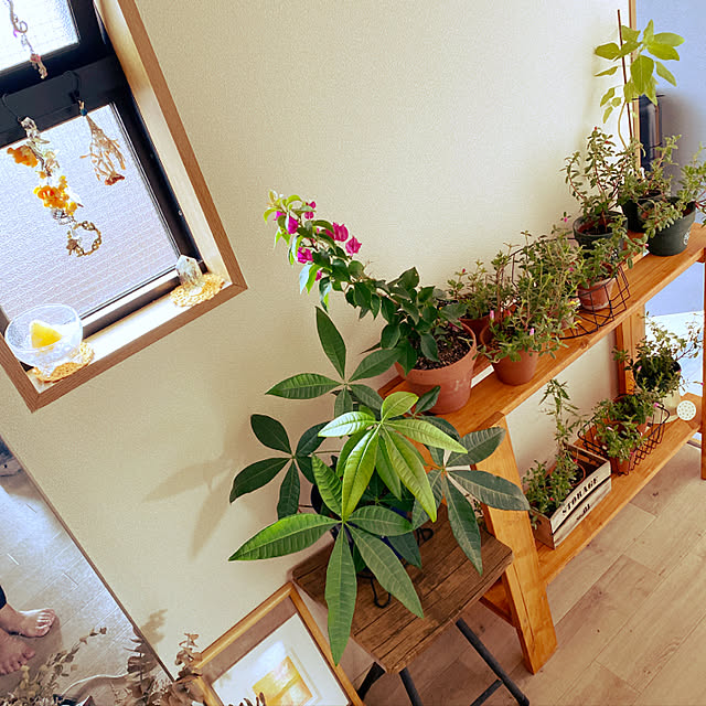 ブーゲンビレア/ガーデニング初心者/観葉植物のある暮らし/グリーン/コーポ...などのインテリア実例 - 2022-09-04 13:00:20