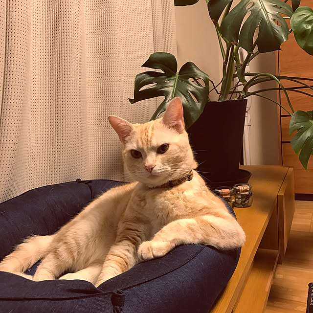 hiyupan88さんの実例写真