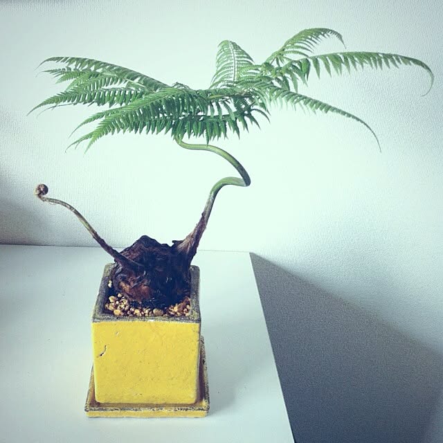 majoさんの実例写真