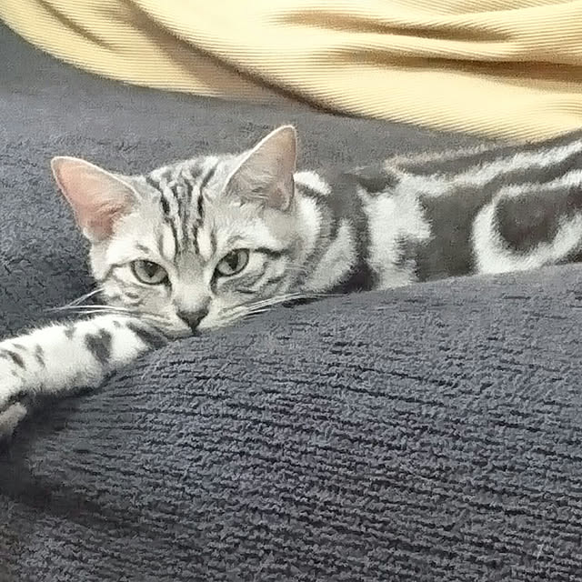 CatClipさんの実例写真