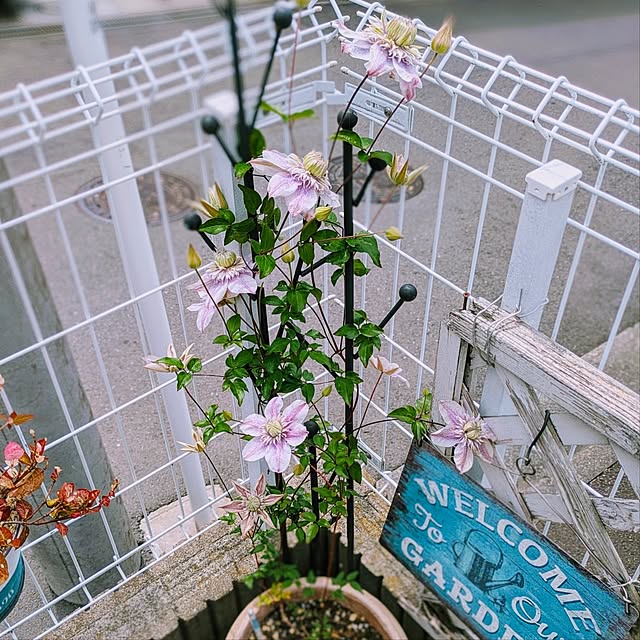 purpureさんの実例写真