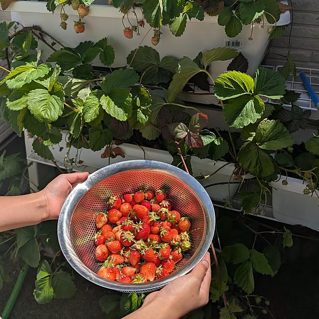 tomatopapaさんの部屋