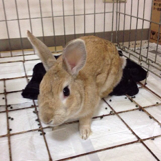 Sinsukeさんの実例写真