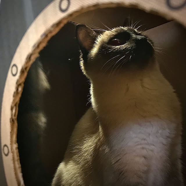 rikkanさんの実例写真