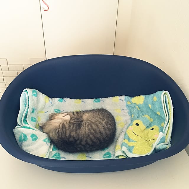 mikomaruさんの実例写真