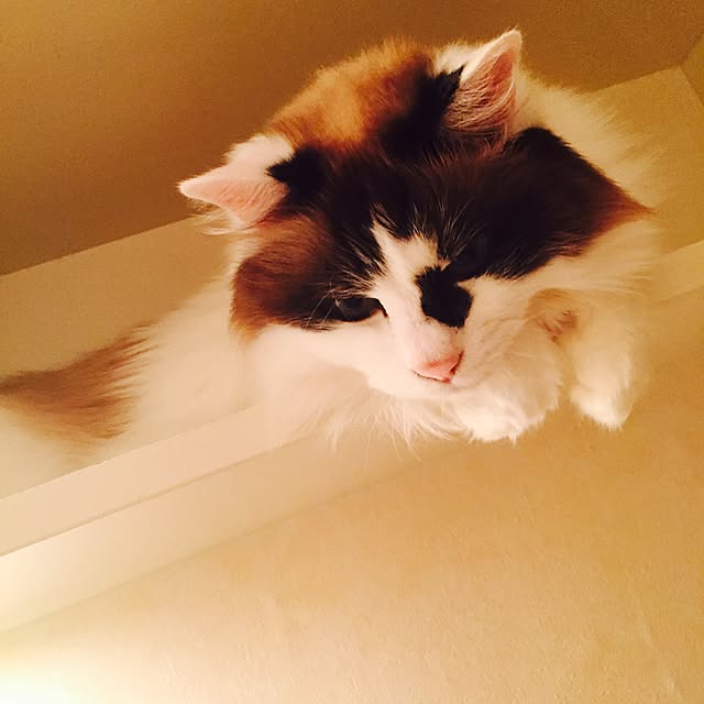 ancoさんの実例写真