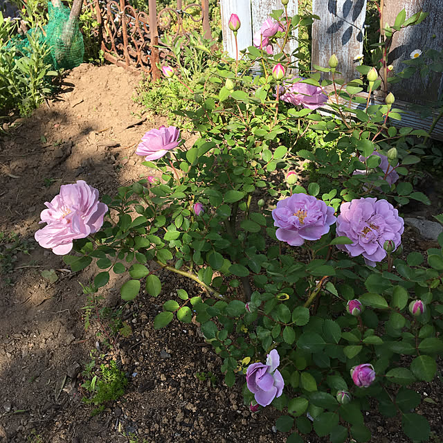 shigimiさんの実例写真