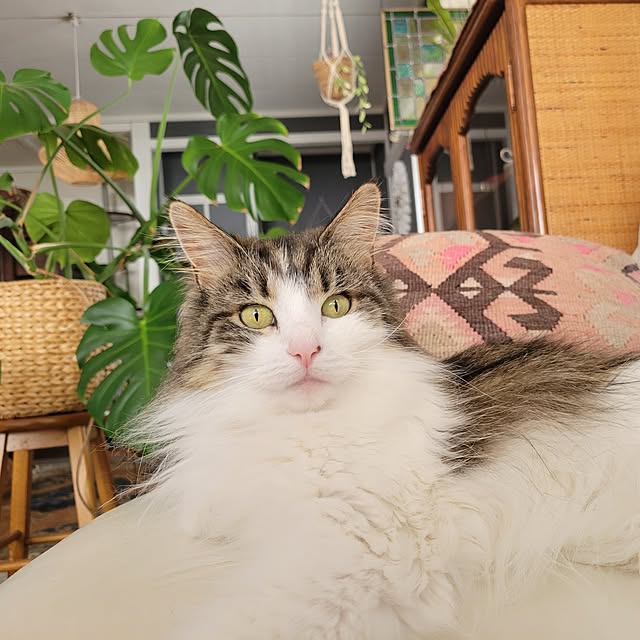 neoさんの実例写真