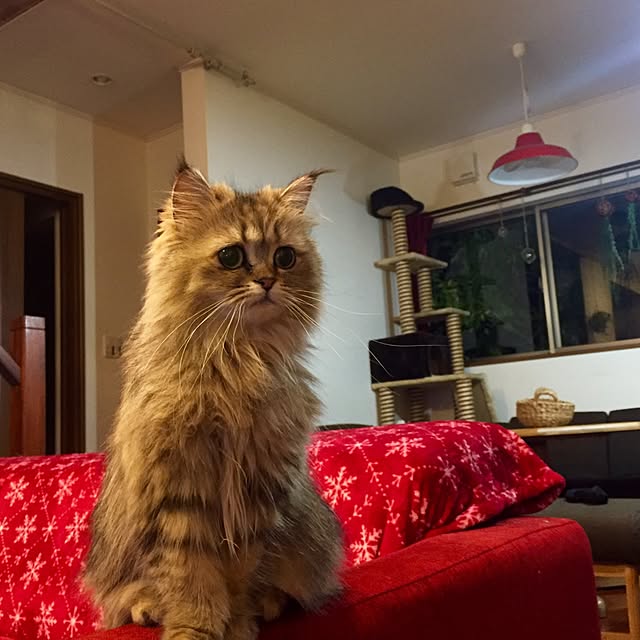 butachanさんの実例写真