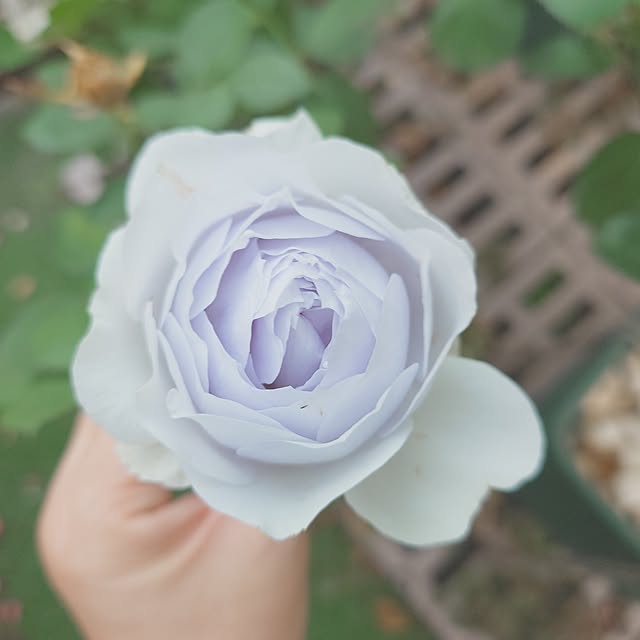 merirynさんの実例写真