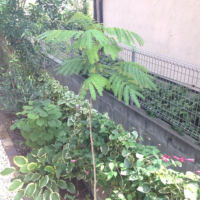 dicekbeetleさんの実例写真
