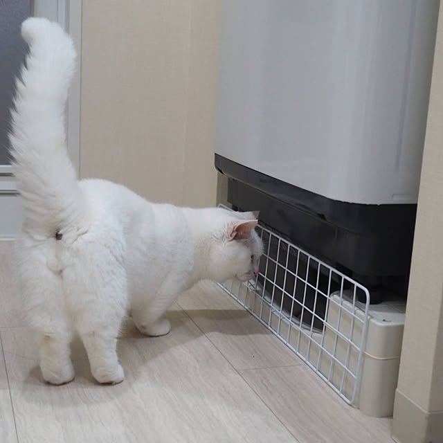 tomatoさんの実例写真