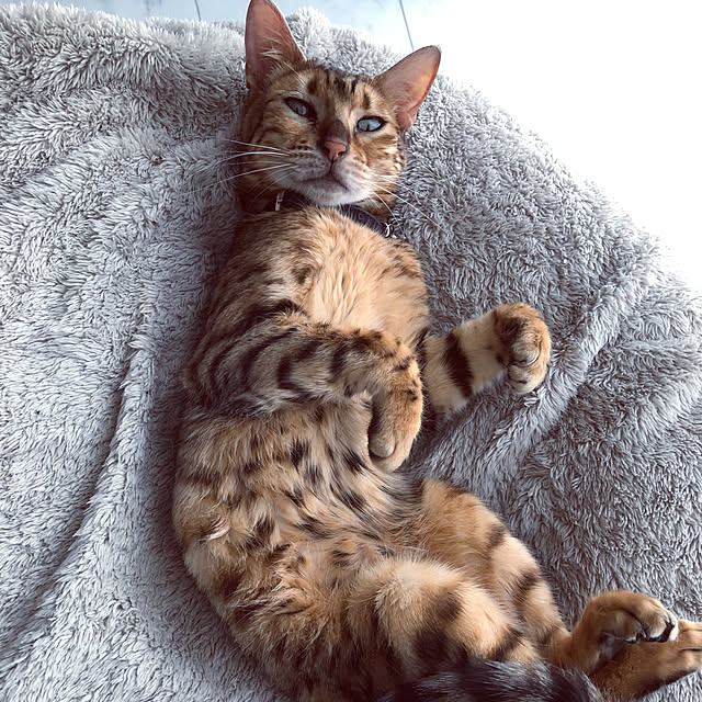 iranさんの実例写真