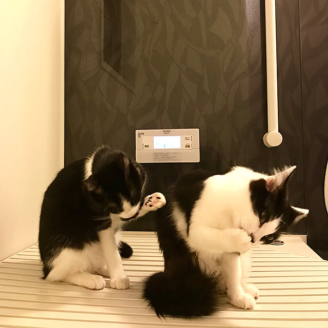 butachanさんの実例写真