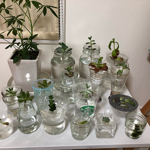 kotoさんの実例写真