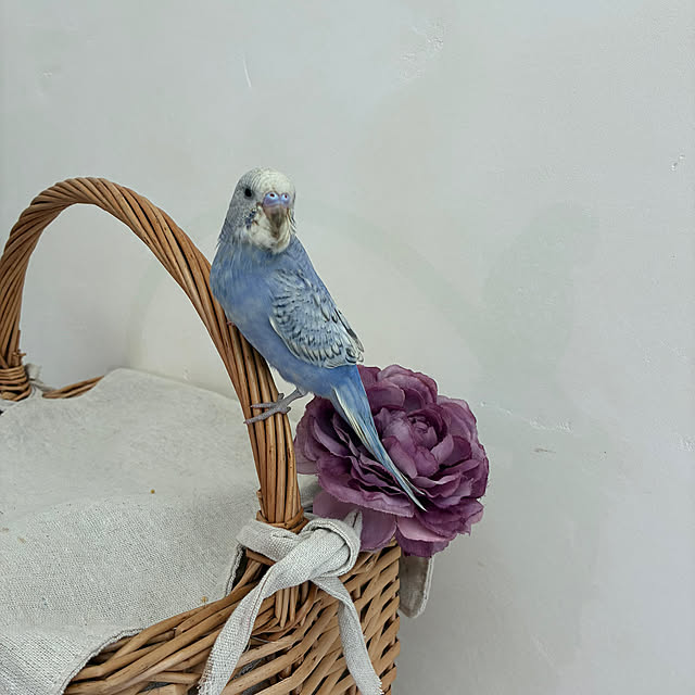 sakuraさんの部屋