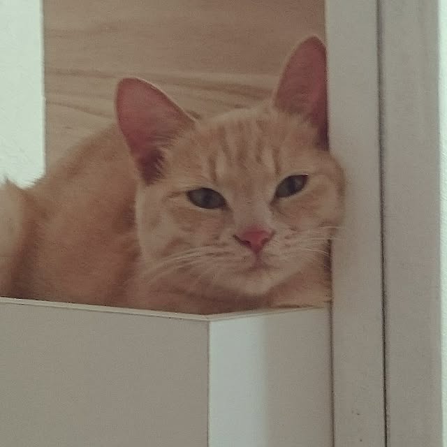MIHさんの実例写真