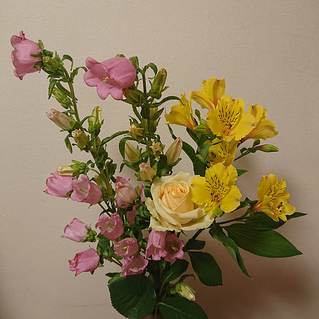 jkabmymycatさんの実例写真