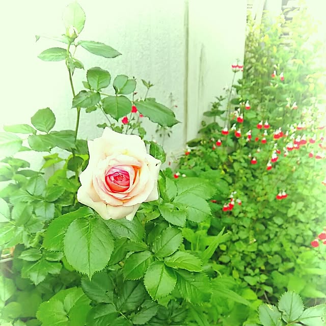 tulipさんの実例写真