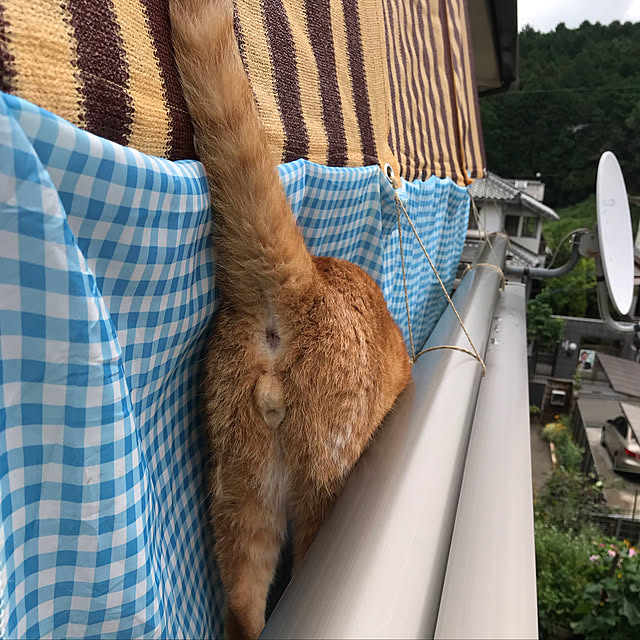 Toyomiさんの実例写真