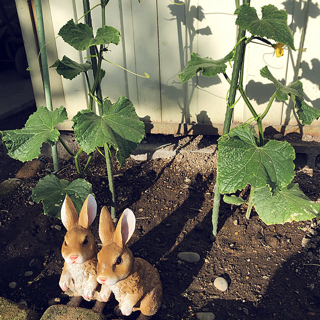 mary_loveさんの実例写真