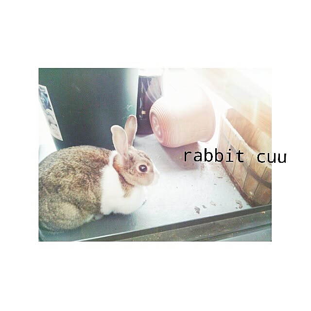 rabbitcuuさんの実例写真