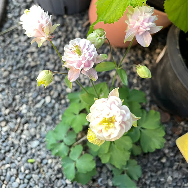 mamizaさんの実例写真