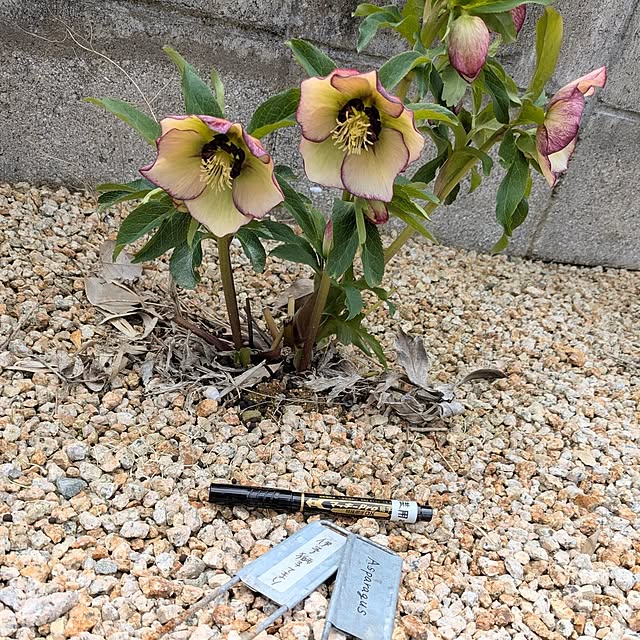 PEROさんの実例写真