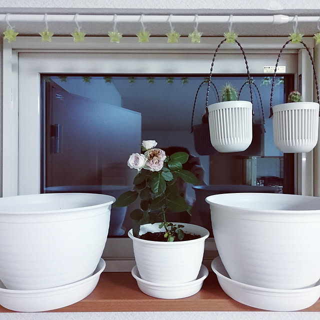 玄関/入り口/観葉植物のインテリア実例 - 2018-07-12 22:47:24