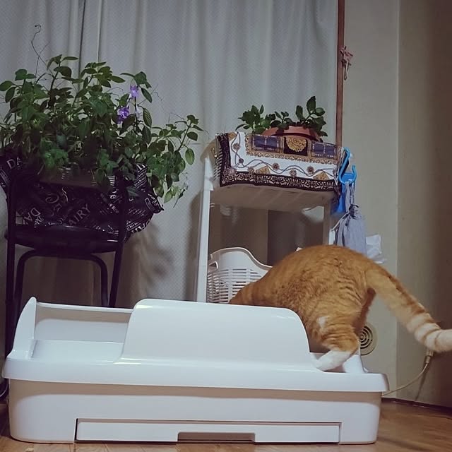 NOAHさんの部屋
