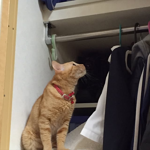 aya56さんの実例写真