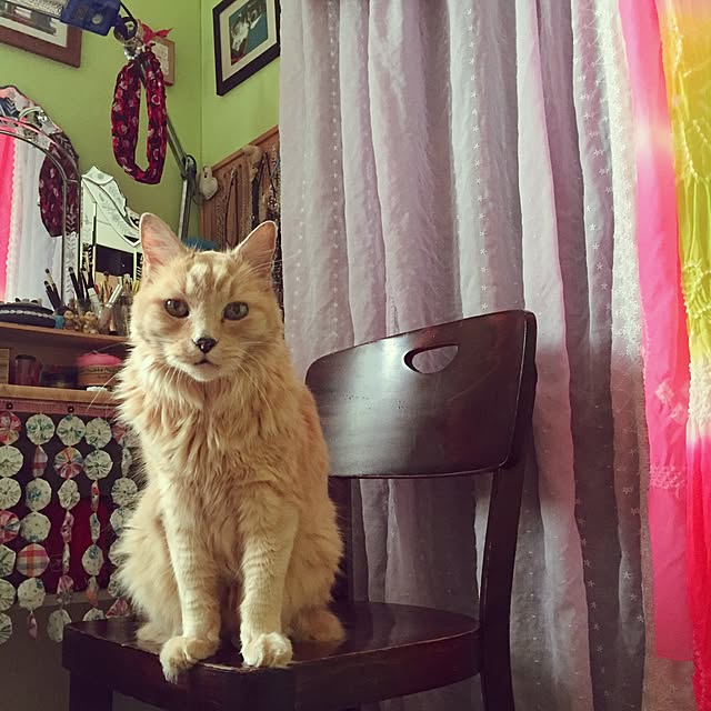 nekohigeさんの実例写真