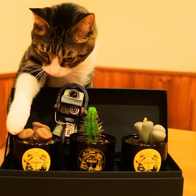 nikukyuuさんの実例写真