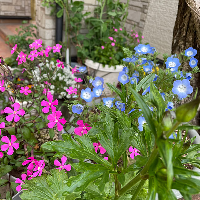 natsumiさんの部屋