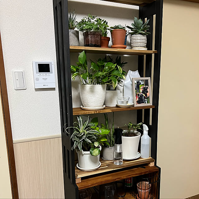 DIY/観葉植物/棚のインテリア実例 - 2023-01-20 19:59:24