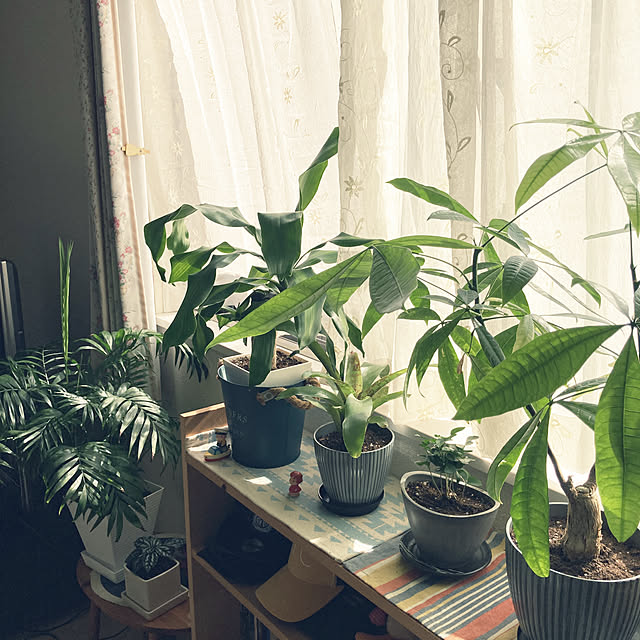 観葉植物/リビングのインテリア実例 - 2021-10-16 09:28:44