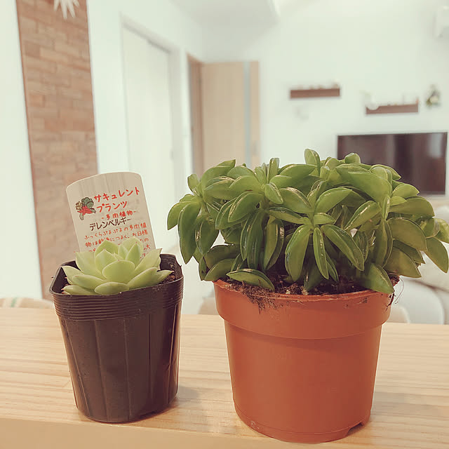 mayoさんの実例写真
