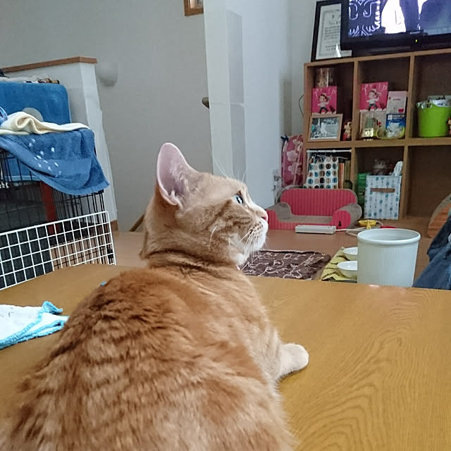 shinobuさんの実例写真