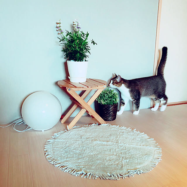 nekomiさんの実例写真