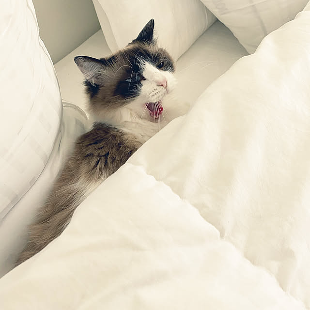 gingerwynksさんの実例写真