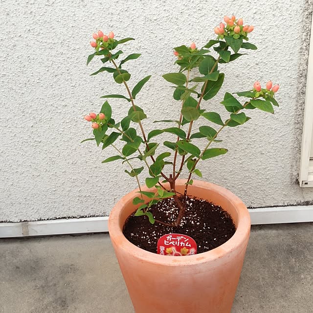 chiekoさんの実例写真