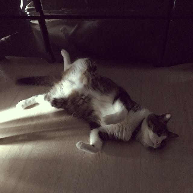 miruさんの実例写真