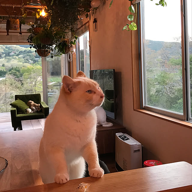 sakurasakuさんの実例写真