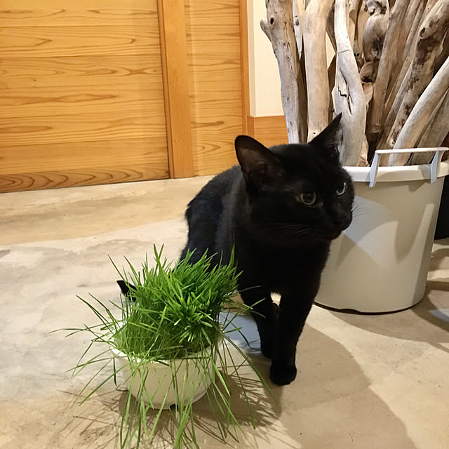 pitaさんの実例写真