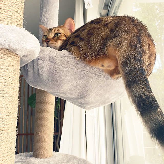 iranさんの実例写真