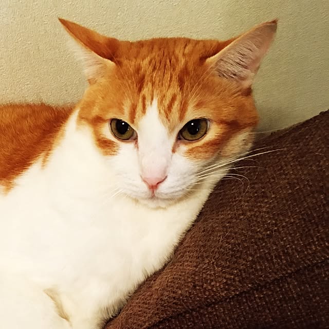 1977さんの実例写真