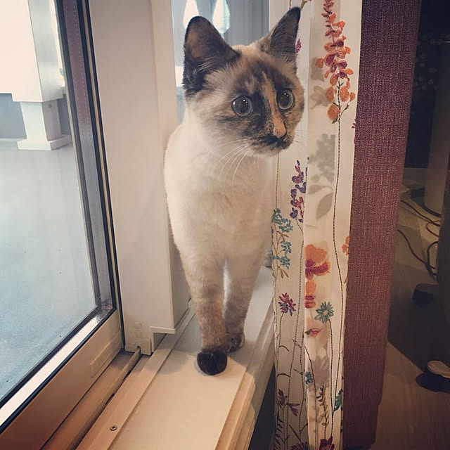 miyaさんの実例写真
