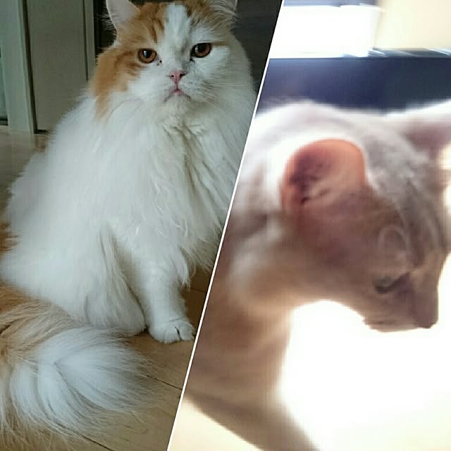 1ldksさんの実例写真
