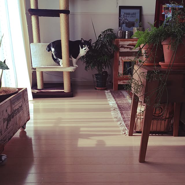 mikasakuさんの実例写真